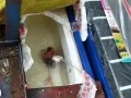 郑州甘蔗爆料事件真相视频,揭秘背后惊人内幕