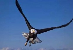 上帝之鹰爆料视频完整版,完整版事件始末深度剖析